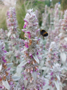 Zdj  cie WhatsApp 2025 04 04 o 09 59 53 f86a5154